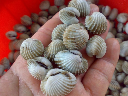 4 langkah mudah kupas kerang
