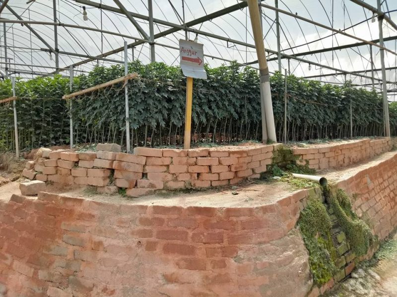 Datang Sini Kalau Nak Petik Anggur Manis, Ladang Tersembunyi Di Cameron Highlands