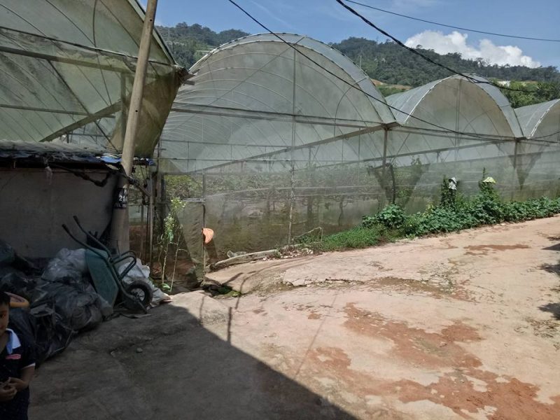 Datang Sini Kalau Nak Petik Anggur Manis, Ladang Tersembunyi Di Cameron Highlands