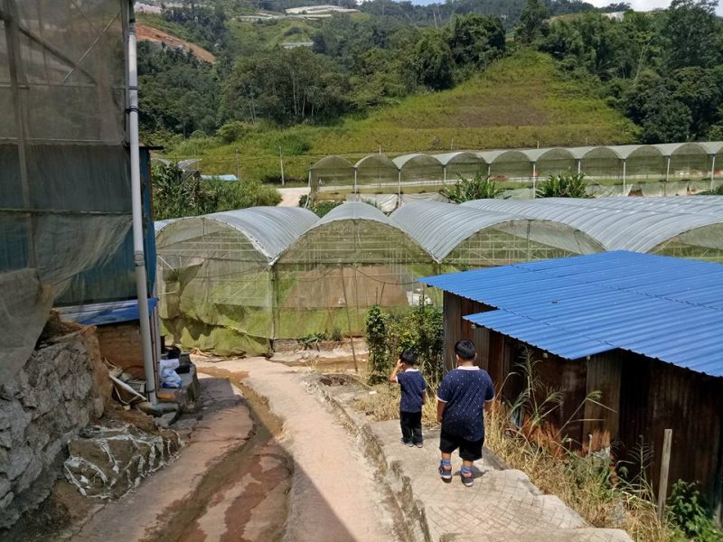 Datang Sini Kalau Nak Petik Anggur Manis, Ladang Tersembunyi Di Cameron Highlands