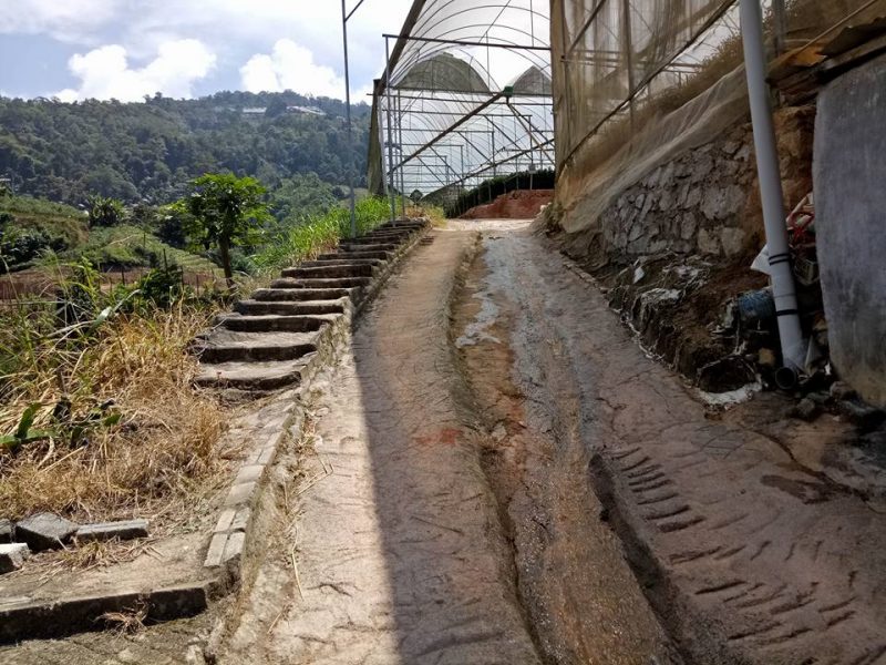 Datang Sini Kalau Nak Petik Anggur Manis, Ladang Tersembunyi Di Cameron Highlands