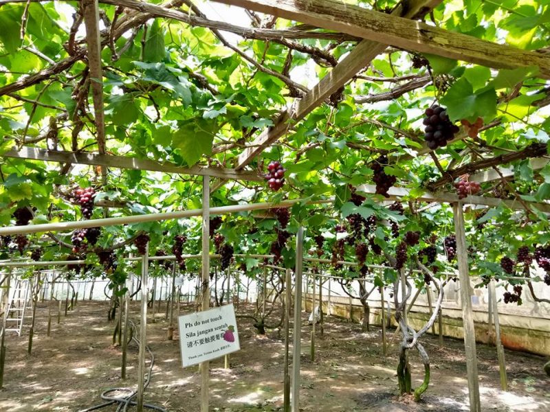 Datang Sini Kalau Nak Petik Anggur Manis, Ladang Tersembunyi Di Cameron Highlands