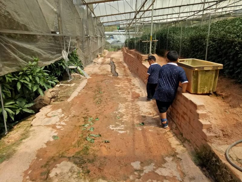 Datang Sini Kalau Nak Petik Anggur Manis, Ladang Tersembunyi Di Cameron Highlands