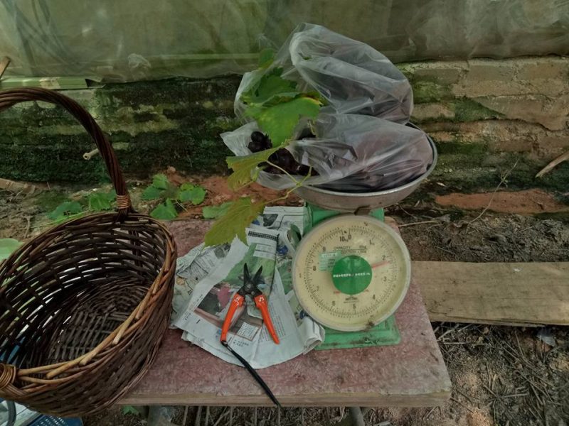 Datang Sini Kalau Nak Petik Anggur Manis, Ladang Tersembunyi Di Cameron Highlands