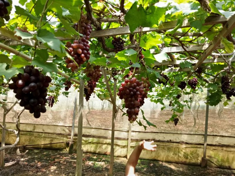 Datang Sini Kalau Nak Petik Anggur Manis, Ladang Tersembunyi Di Cameron Highlands