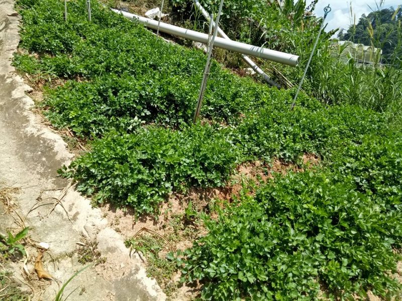Datang Sini Kalau Nak Petik Anggur Manis, Ladang Tersembunyi Di Cameron Highlands