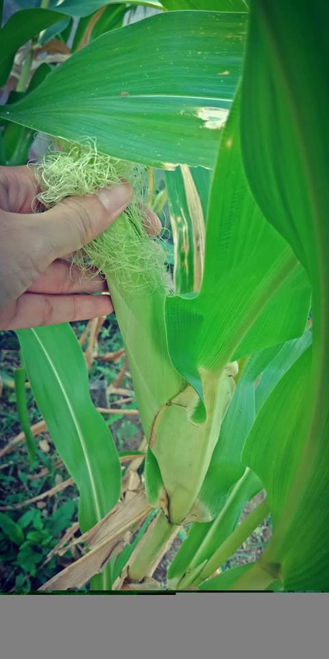 Cara Tanam Jagung Manis Tepi Rumah, Rasa Macam Dari 